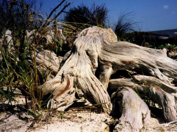 Ancient Beach