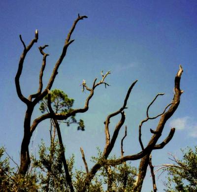 Florida Scrub