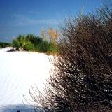 Tumbleweed Beach