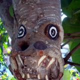 Tree Face